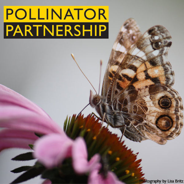 Bee Buffer Project: Protecting the honeybees that pollinate and produce