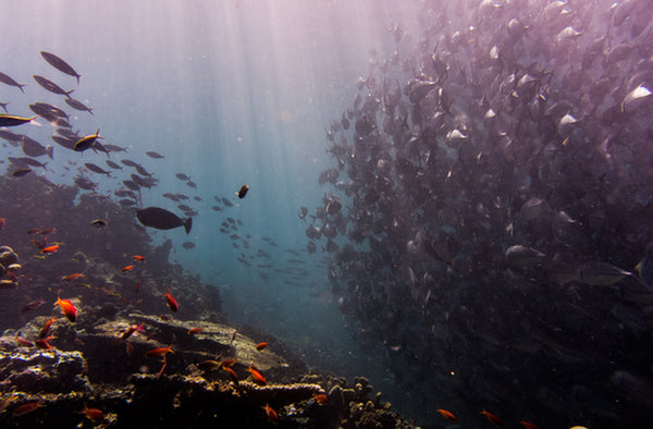 Restore 34.5 kilometers of the Great Barrier Reef and make it perpetually sustainable