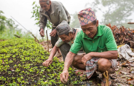 Eden Reforestation Projects: Restoring life around the world by planting millions of trees every year