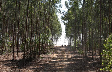 University of Munich: Creating a forest in the desert