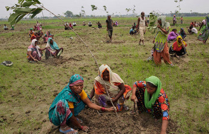 Government of India: Plant 50 millions trees in a single day