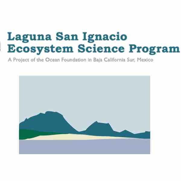 Using UAV-Drones to assess gray whale condition and reproductive success
