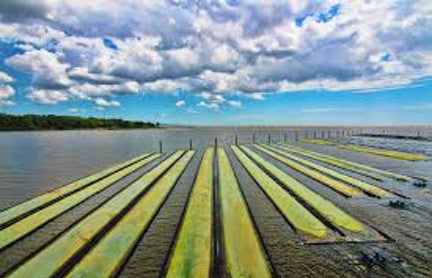 Algae Systems: Using algae to clean our dirty water in a carbon neutral way