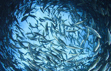 Future of Fish: Creating business solutions for sustainable fisheries