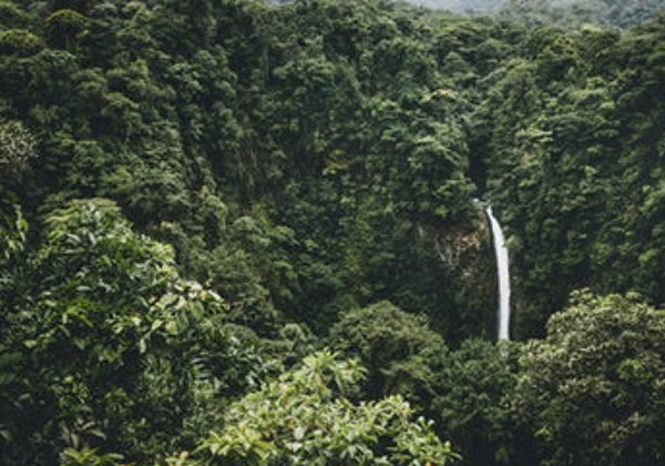 Save 1 million acres of rainforest
