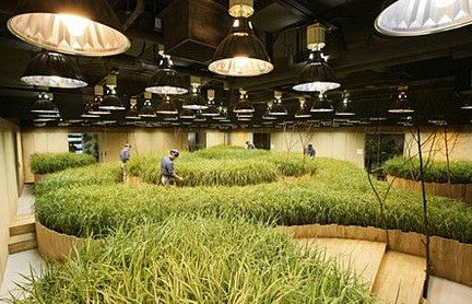 Underground Farms: The future of urban agriculture